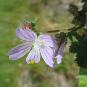 Photographie n°1082212 du taxon Malva neglecta Wallr. [1824]