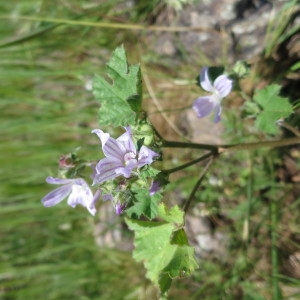 Photographie n°1082213 du taxon Malva neglecta Wallr. [1824]