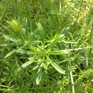 Photographie n°1082679 du taxon Galium aparine L. [1753]