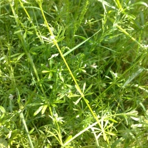 Photographie n°1082680 du taxon Galium aparine L. [1753]