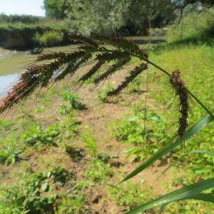 Photographie n°1082749 du taxon Echinochloa crus-galli (L.) P.Beauv. [1812]