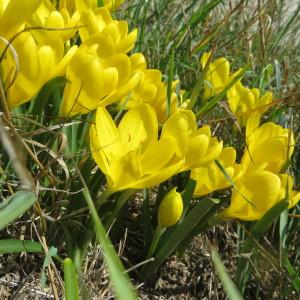 Photographie n°1083161 du taxon Sternbergia lutea (L.) Ker Gawl. ex Spreng. [1825]