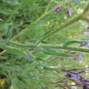 Photographie n°1083493 du taxon Anchusa italica Retz. [1779]