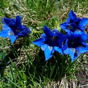 Photographie n°1083914 du taxon Gentiana alpina Vill. [1779]