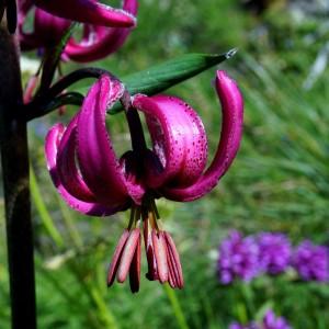 Photographie n°1083919 du taxon Lilium martagon L. [1753]