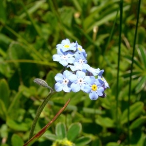 Photographie n°1084474 du taxon Myosotis alpestris F.W.Schmidt [1794]