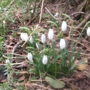 Photographie n°1085553 du taxon Galanthus nivalis L. [1753]