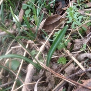 Photographie n°1085556 du taxon Galanthus nivalis L. [1753]