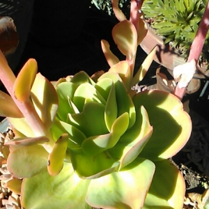 Photographie n°1085620 du taxon Echeveria DC. [1828]