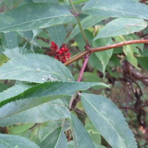 Photographie n°1085959 du taxon Sambucus racemosa L. [1753]