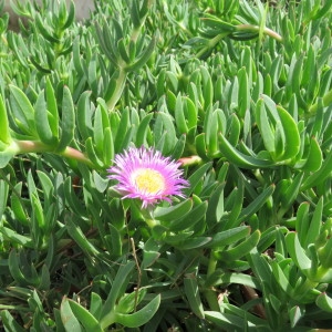 Photographie n°1085970 du taxon Carpobrotus acinaciformis (L.) L.Bolus [1927]