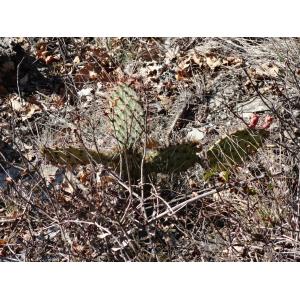 Opuntia macrorhiza Engelm.