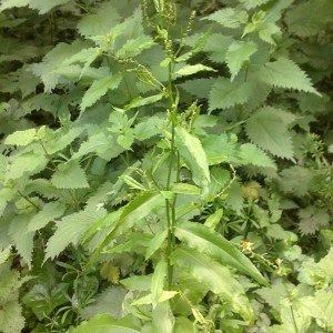 Photographie n°1086447 du taxon Rumex L. [1753]