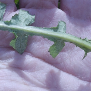 Photographie n°1086607 du taxon Sonchus oleraceus L. [1753]