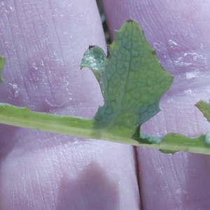 Photographie n°1086608 du taxon Sonchus oleraceus L. [1753]