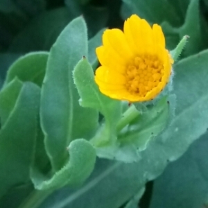 Photographie n°1086636 du taxon Calendula arvensis L. [1763]