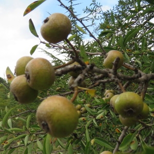 Photographie n°1086801 du taxon Pyrus spinosa Forssk. [1775]