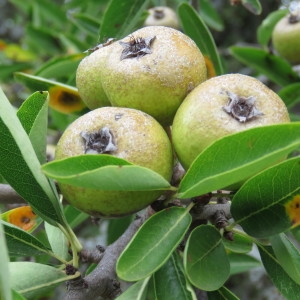 Photographie n°1086802 du taxon Pyrus spinosa Forssk. [1775]