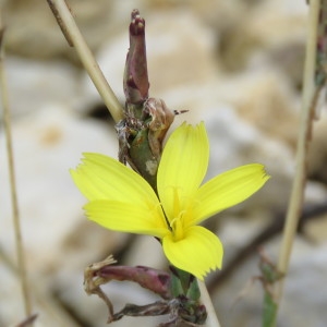 Photographie n°1086805 du taxon Lactuca viminea (L.) J.Presl & C.Presl [1819]