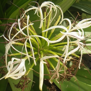 Photographie n°1087016 du taxon Crinum asiaticum L.