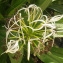  Liliane Roubaudi - Crinum asiaticum L.