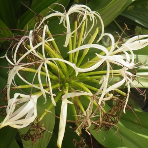 Crinum asiaticum L. (Poison bulb)