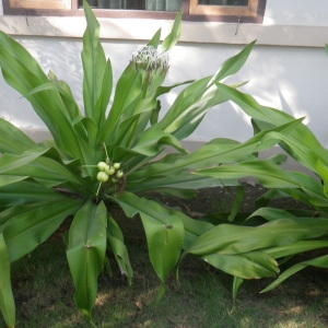 Photographie n°1087018 du taxon Crinum asiaticum L.