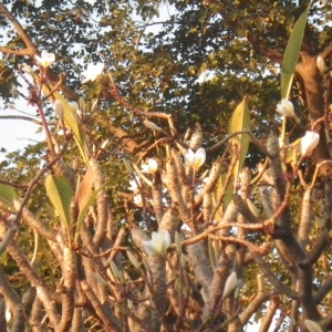 Photographie n°1087020 du taxon Plumeria alba L.