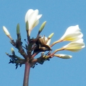 Photographie n°1087023 du taxon Plumeria alba L.