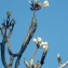  Liliane Roubaudi - Plumeria alba L.