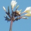  Liliane Roubaudi - Plumeria alba L.