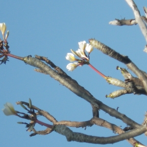 Plumeria alba L. (Frangipanier blanc)