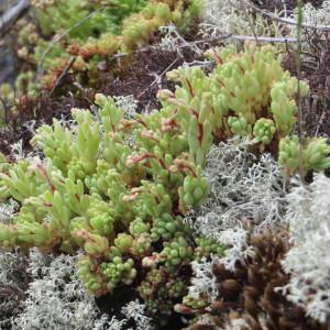 Photographie n°1087070 du taxon Sedum hirsutum subsp. hirsutum