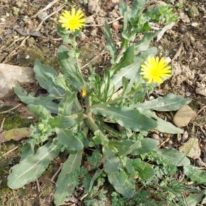 Photographie n°1088329 du taxon Calendula arvensis L. [1763]