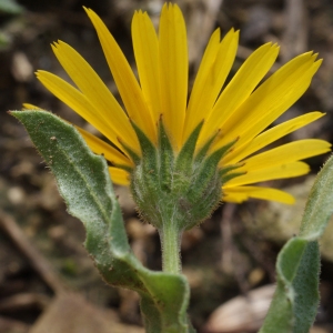 Calendula microcephala Rchb.f. (Souci des champs)