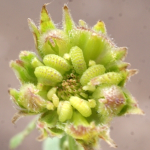 Photographie n°1088338 du taxon Calendula arvensis L. [1763]