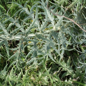 Photographie n°1088343 du taxon Cynara cardunculus L. [1753]