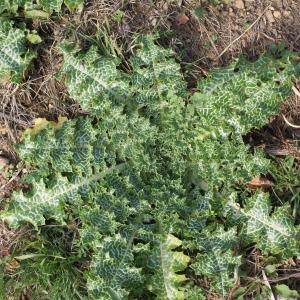 Photographie n°1088370 du taxon Silybum marianum (L.) Gaertn. [1791]