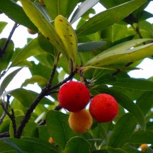 Photographie n°1088607 du taxon Arbutus unedo L. [1753]