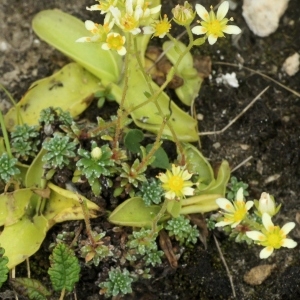 Photographie n°1088616 du taxon Saxifraga x patens Gaudin