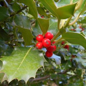 Photographie n°1088621 du taxon Ilex aquifolium L. [1753]