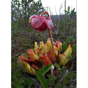 sarracenia purpurea.jpg