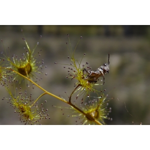 insecte capturé par drosera gigantea.jpg