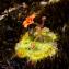 Drosera glanduligera [nn] par Josette Puyo le 16/11/2016 - Western Australia