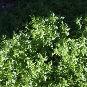 Photographie n°1088675 du taxon Chenopodium murale L. [1753]