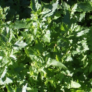 Photographie n°1088676 du taxon Chenopodium murale L. [1753]