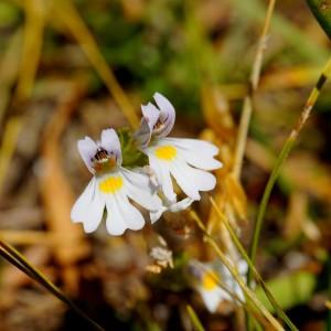 Photographie n°1089171 du taxon Euphrasia L. [1753]