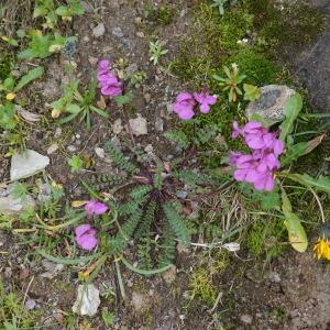 Photographie n°1089173 du taxon Pedicularis L. [1753]