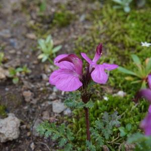 Photographie n°1089175 du taxon Pedicularis L. [1753]