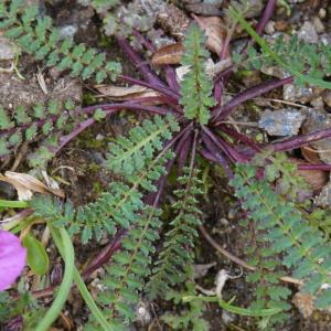 Photographie n°1089176 du taxon Pedicularis L. [1753]